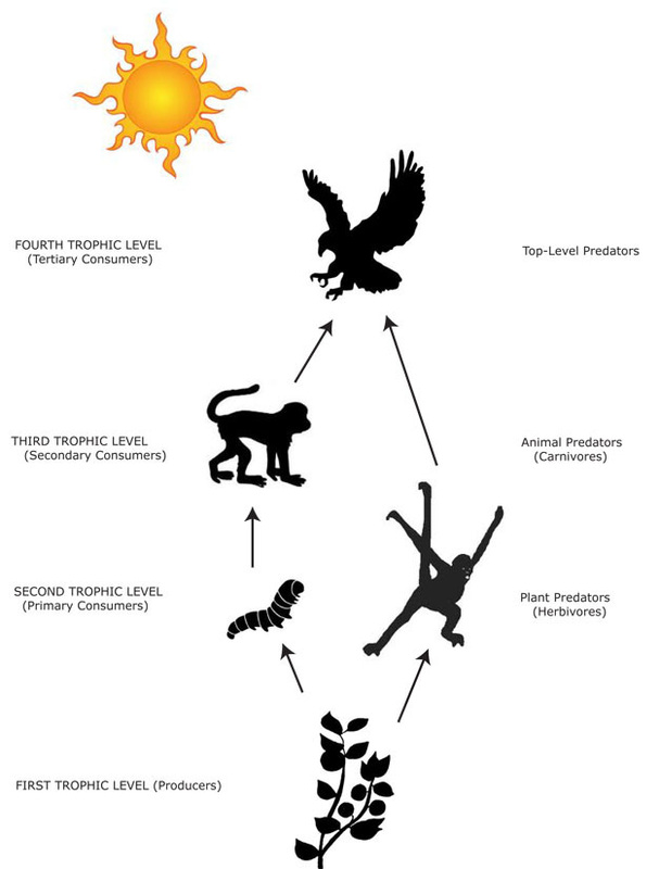 Food Chain - Harpy EAGLES